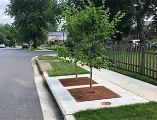 Glenmont Forest Green Streets